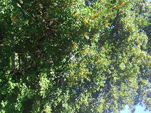 20 GAYLEAN ORO SEMILLAS acebo americano - Ilex opaca GAYLEAN ORO