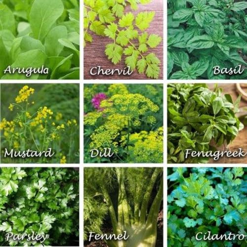 Flowering Herbs Mix 4 Gram Seeds - 9 Edible Annual Herbs—Non-GMO, Open-Pollinated—Arugula, Basil, Dill, Cilantro, Fennel, Parsley, Chervil, Fenugreek, Mustard