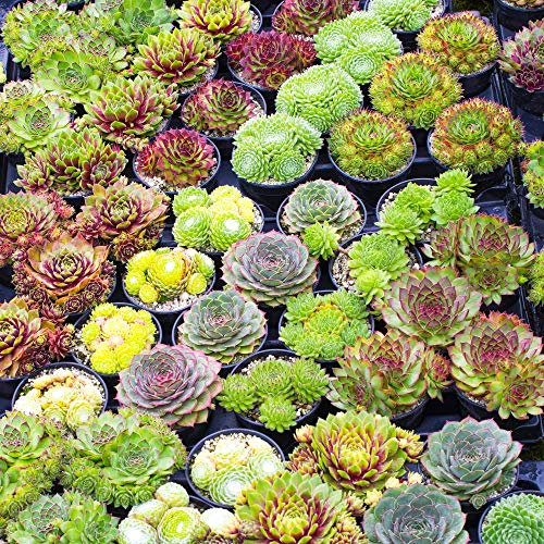 Gardeners Dream Sempervivum Mix - 5er Hauswurz Set - Winterharte Pflanzen für Garten - Echte 5-15 cm Getopfte Sukkulenten Balkonpflanzen Winterhart - Zimmerpflanzen - Steingartenpflanzen Winterhart