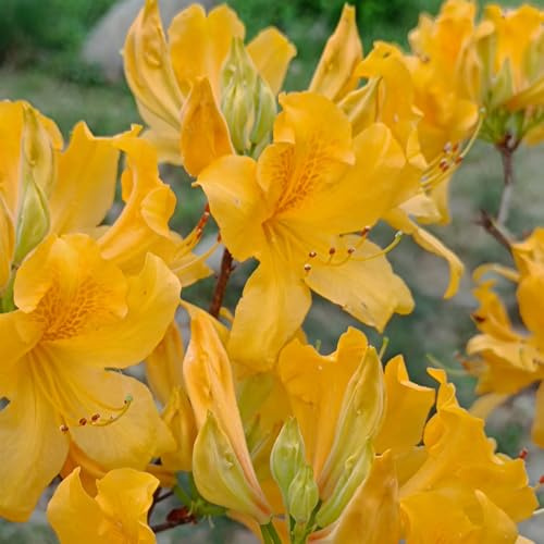 Semi di rododendro, rare, campo azalea resistenti, giardino, biologici perenni resistenti 200pcs