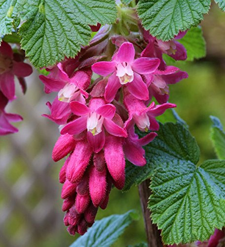 Blut Zierjohannisbeere King Edward VII 60-80cm - Ribes sanguineum - lebende Gartenpflanze aus den Baumschulen