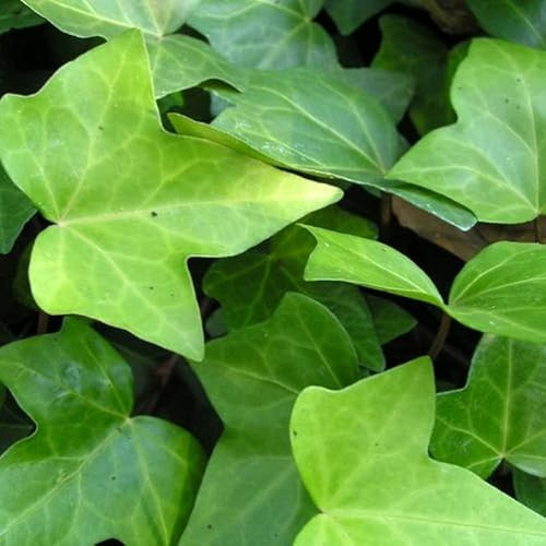 AMDGArden Pianta di Hedera Verde Rampicante Vaso 16 cm h 100 cm