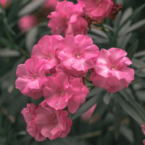 Semillas de adelfa, de jardín semillas de adelfa nerium resistentes para el jardín resistentes al exterior regalos 15pcs