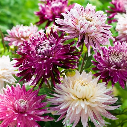 Bulbes (racines tubéreuses) de DAHLIA | Bulbes provenant des meilleurs producteurs néerlandais | Sélection et contrôle | Floraison garantie. (3 Dahlia Violet & White)