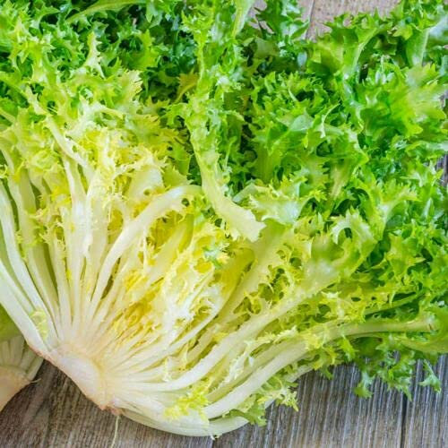 50 Semillas de Escarola Rizada - CICHORIUM ENDIVIA - Achicoria: Semillas
