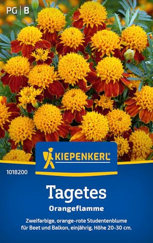 Kiepenkerl Tagetessamen Orangeflamme 1018200 - Einjährige Blumensamen mit einer Wuchshöhe von 20 bis 30 cm und Inhalt für 50 Pflanzen - Blumensamen, Saatgut
