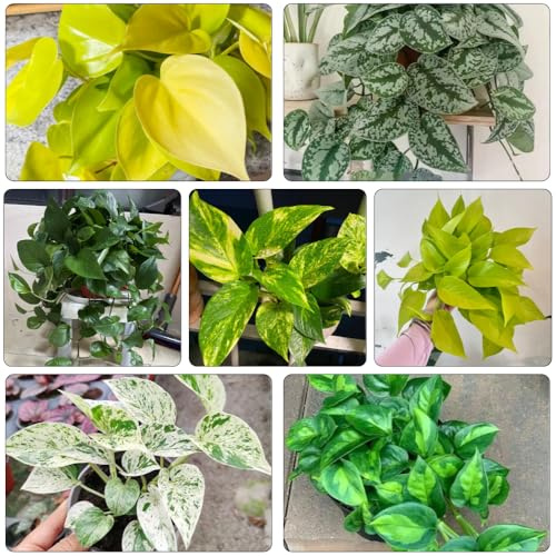 semillas de hiedra colgante - Decoración de flores y plantas balcón Semillas bonsái, plantas jardín jardín rocas jardín Variedades antiguas flores Sembrando resistentes para el jardín. 350pcs