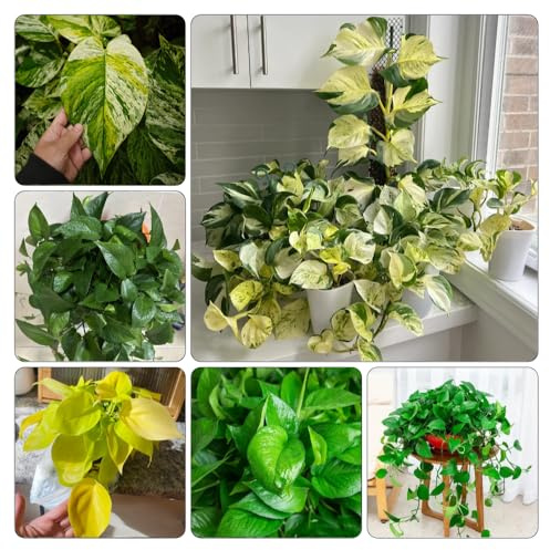 semi Epipremnum aureum - Pothos vaso giardino balcone resistenti giardino ornamentali resistenti vaso di al coperto ufficio 500pcs