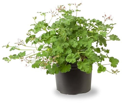 Geranio Antimosquitos Planta Aromática y Efectiva para Mantener a los Mosquitos Lejos