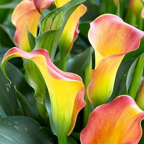 Calla Lily Bulbs-Calla Lily Plant Calla Lily Bulbs UK Calla Lily Bulbs for Planting Now UK,Hardy Perennial,Wedding Flowers,Garden Flowers,Plant Bulbs-10bulbs-c