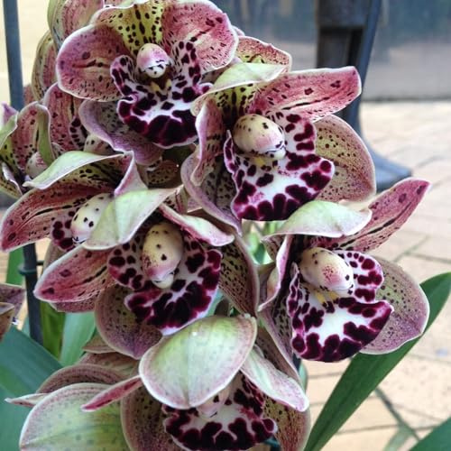 Cymbidium Orchid bulbi,Orchidea del cymbidium,cymbidium pianta vera,Piante erbacee perenni,Cymbidium planta,Decorazione del giardino(non fiori artificiali,senza semi)-5 bulbi-C