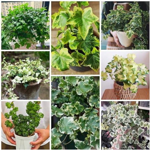 semi di edera a crescita rapida - Ivy Vines - rare, aiuole rialzate di edera, resistenti per il giardino liane decorazione giungla 500pcs