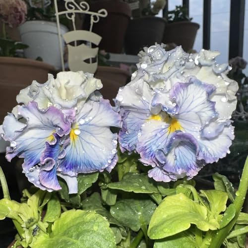 viola cornuta, a primaverile balcone resistenti selvatici tappezzante resistente e fiorita in vaso estremamente 200semi