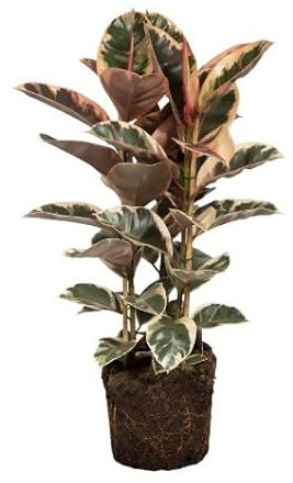 Ficus Elastica Variegata | DECOALIVE | Ficus Tineke | Árbol de Interior | Planta Natural