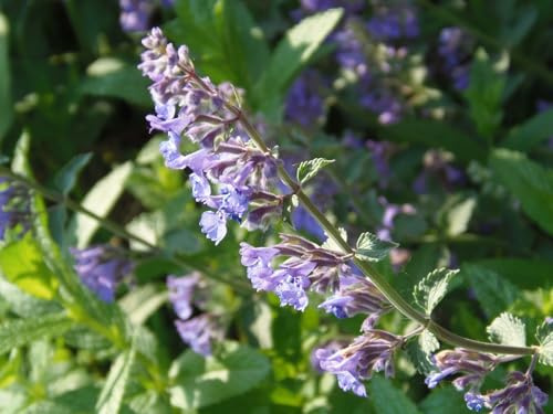 Buy4seeds 500 Seeds HERB Catnip Catmint Nepeta CATARIA Useful for Gardening (500 Seeds)