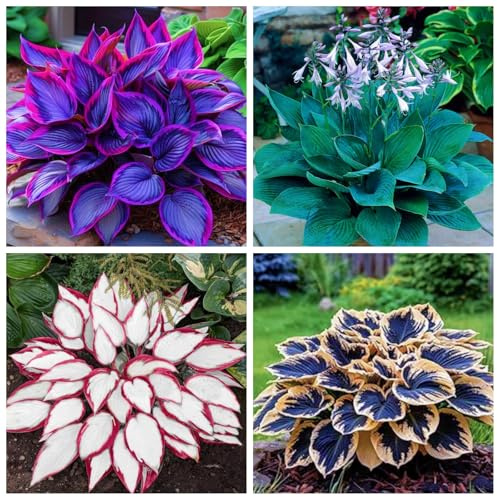 Hosta resistenti,Bulbi Hosta, ideali per principianti, adatti per giardini e terrazzi, giardini decorativi-4Bulbi-C