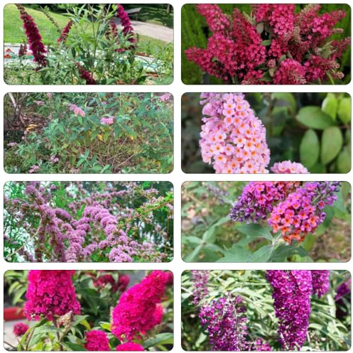 semi di Buddleja davidii - tagliato decorazione interna letto altamente resistente giardino 30pcs