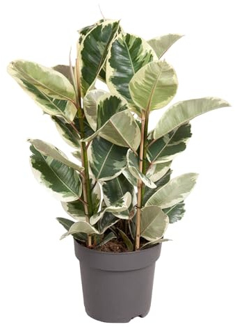 Trendyplants – Ficus Elastica Tineke – Albero di gomma – Pianta d'appartamento – Dimensioni vaso Ø 27 cm – Altezza 90 – 110 cm