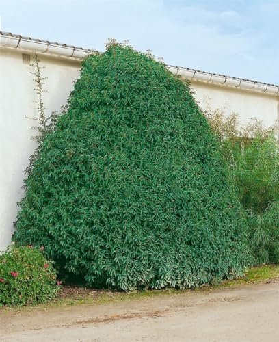 Portugiesischer Kirschlorbeer Prunus lusitanica Myrtifolia 30-40 cm immergrün