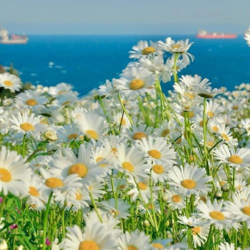 Semi di margherita, da esterno resistenti serre da balcone semi di regali per gli amanti del giardino semi di decorazione 950pcs