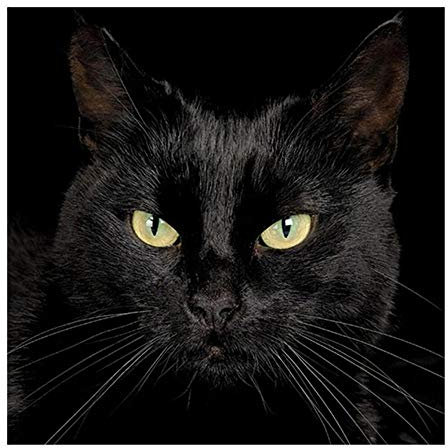 Yingxin34 Puzzle 500 Teile,Schwarze Katze Puzzle für Erwachsene, Puzzle Erwachsene anspruchsvoll, Geschicklichkeitsspiel für die ganze Familie-23x15 Zoll (52 x 38cm)