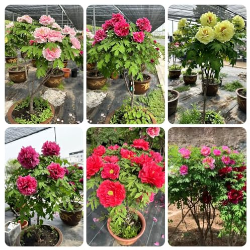 bulbos de peonía, Maceta, plantas resistentes para jardín bulbos de flores de crecimiento rápido Plantas resistentes para el jardín Balcón de flores, plantas en macetas, regalos 10pcs