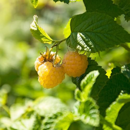 semillas de frambuesa Jardín balcón invernaderos orgánico 225pcs