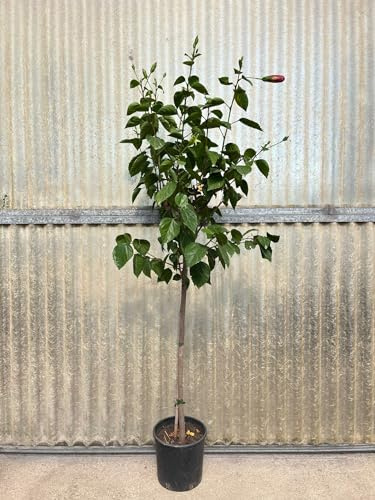 Pianta di Hibiscus Alberello, Ibisco in vaso20, H150cm. Alberello Fiorito (Rosso)