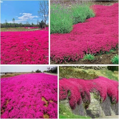 Más de 20.000 plantas de tomillo rojo están en plena floración, sus tonos vibrantes hacen que sea una exquisita exhibición decorativa.