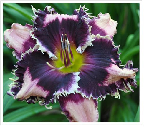 Taglilien Rhizom, Winterhart, Strahlend,Robust, Kompakt, Frische-3 Rhizome