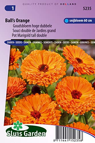 Souci double de Jardins Ball's Orange - Graines De Fleurs Annuelles