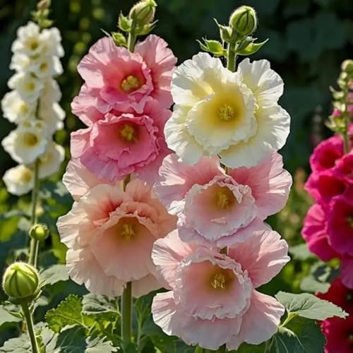350+ Seeds Alcea Chaters Double Apricot Flower Double Hollyhock Seeds for Planting Perfect for Home & Terrace Gardening