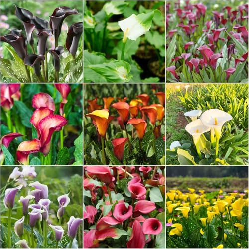calla - mix balkonpflanzen winterhart blumenzwiebel hochbeete für garten steingartenpflanzen winterhart gartenblumen balkon winterfeste für balkon 3zwiebeln