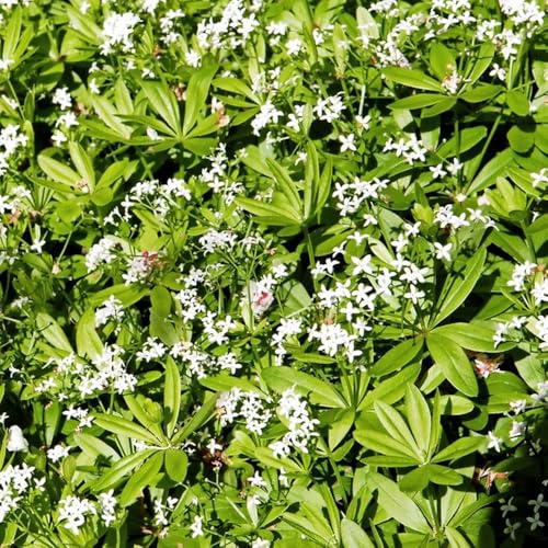 semi di asperula - resistente all'esterno (Galium odoratum) giardino 800pcs