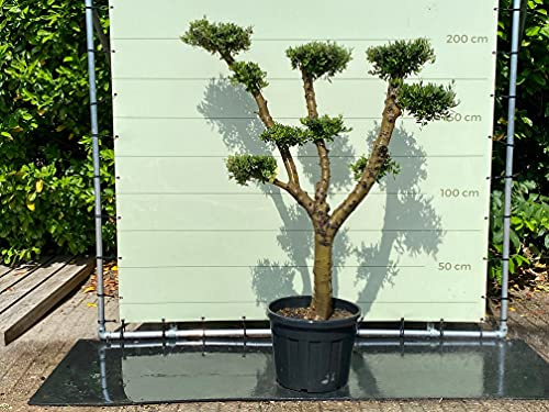 Tropictrees Olea Europea Plato - Olivenbaum Pon Pon, Stammumfang 30-40 CM - A+
