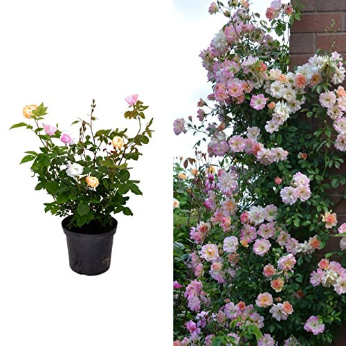 Carbeth Plants - Rose Bush Climbing Trio in 3 Litre Pot - Three Mixed Growing Climbing Rose Bushes in One Pot - Ideal for Beds, Borders or Patio Planting