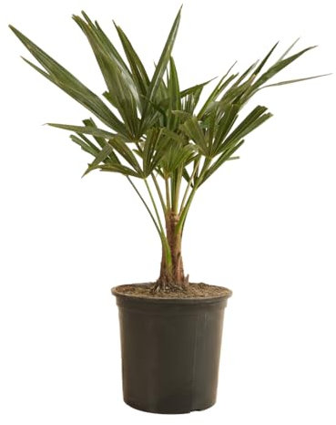 Bloomique - Trachycarpus Fortunei - Chinesische Hanfpalme - Palmen Winterhart Draußen - Höhe 50-60 cm - Topf 19 cm