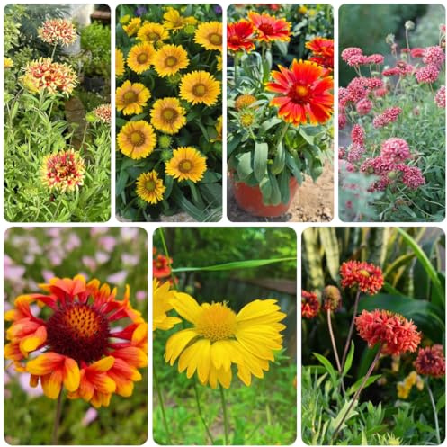 kokardenblumesamen winterharte deko balkon kokardenblume zierblumen blumendeko, wohnzimmer deko 100pcs
