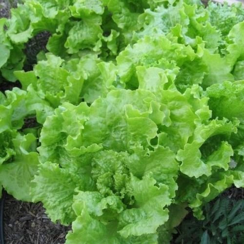 Black Head of Series melson Melts of Lettuce Leaf 100-100 semi-Loose Heerloom Crisp