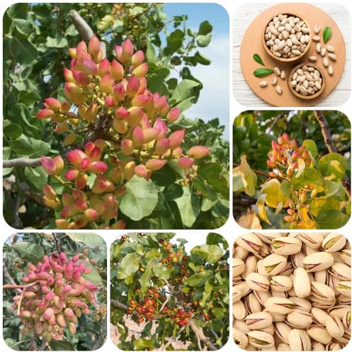 Semi di pistacchio, Pistacia vera, esotiche semi di resistenti Le perenni sono 50pcs