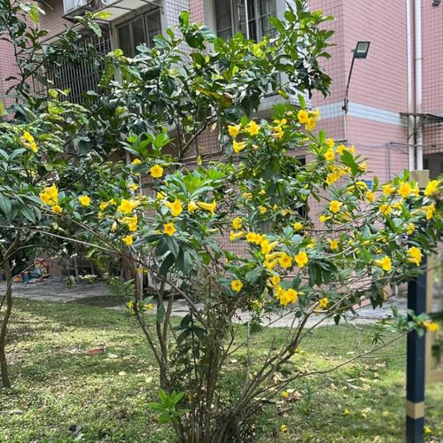 oleandro semi di come bomboniera oleandro da balcone primaverili da appartamento sempreverdi giardino resistenti decorazioni giardino per esterni 25semi