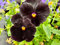 Semillas de flor de pensamiento 50 piezas negras