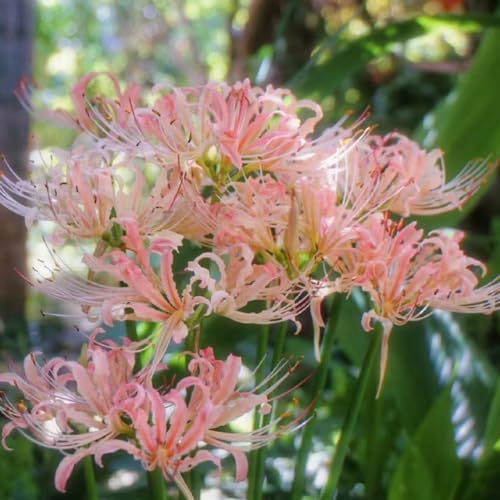 lycoris radiata - lirios araña resistentes en macetas lirio araña, lirio de sangre sostenibles resistentes jardín y balcón de otoño 2bulbos