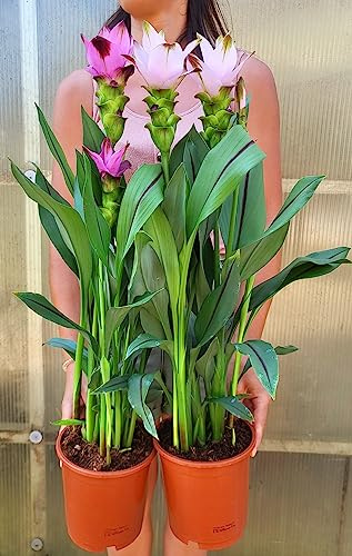 POWERS TO FLOWERS - CURCUMA VIOLA E ROSA, 2 PIANTE, vaso 17cm, pianta vera