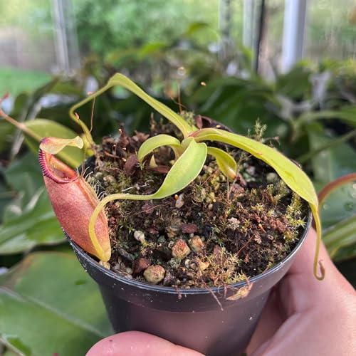 Fangblatt – Nepenthes ovata – exotische Kannenpflanze – auffällige fleischfressende Pflanze mit außergewöhnlichen Kannen – Hochland-Karnivore für Sammler