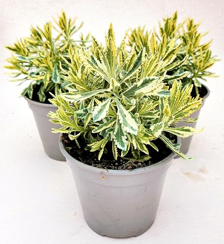 POWERS TO FLOWERS - LAVANDA DENTATA VARIEGATA, 3 PIANTE, VASO 14 CM DIAMETRO, piante vere