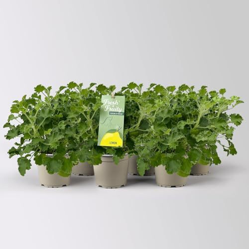 Duftgeranie 'Freshfruity® Lemon Fresh', Topf-Ø 12 cm, 3 Pflanzen