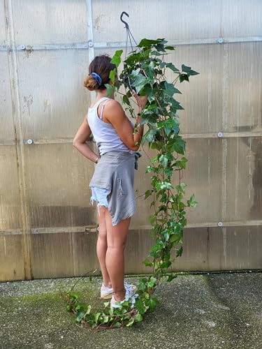 POWERS TO FLOWERS - EDERA VERDE BASKET XXL, pianta vera