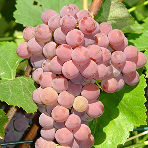 Weinrebe Einset Seedless 2L Pflanze für Anfänger und professionelle Gärtner - Ideal für Kleingarten, Garten - Schöne Pflanze mit ungewöhnlichen Blüten - Genießen Sie jeden Tag ihre Farben