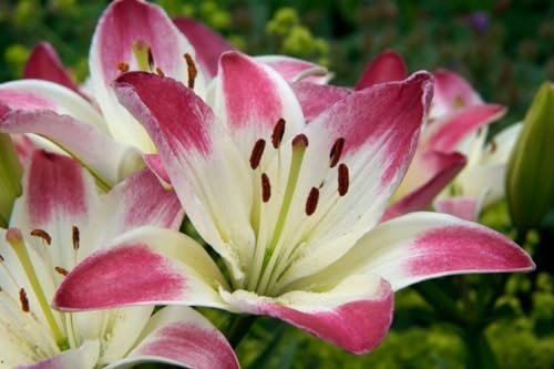 CSL sunrise Hybride Lilie  Lollypop  5x Zwiebeln, Lilium bis 70 cm, winterharte und mehrjährig Lilienzwiebeln, Blumenzwiebeln, bienenfreundlich